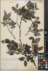 Foto von Salix glabra Scop.